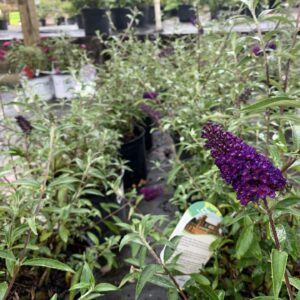 Dark violet-purple flower spikes