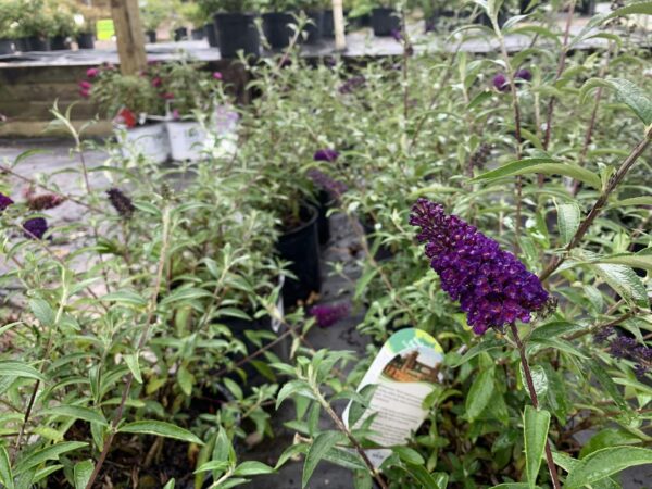 Dark violet-purple flower spikes