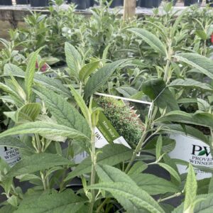 Buddleia Miss Ruby 3G