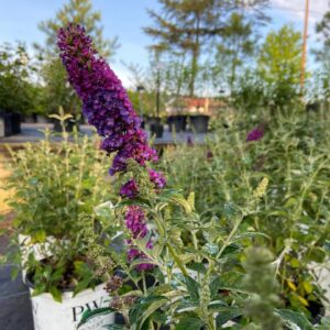 Vibrant dark purple-violet flowers