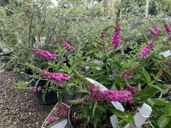 Orchid-pink flower spikes