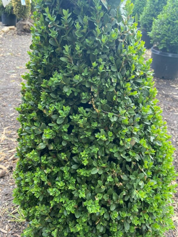 Evergreen, slow grower