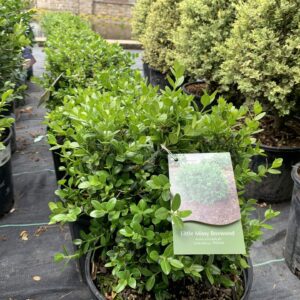 Compact mounding boxwood