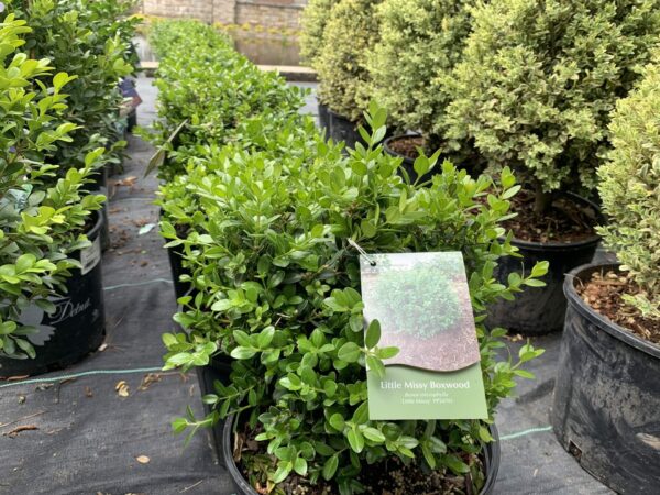 Compact mounding boxwood