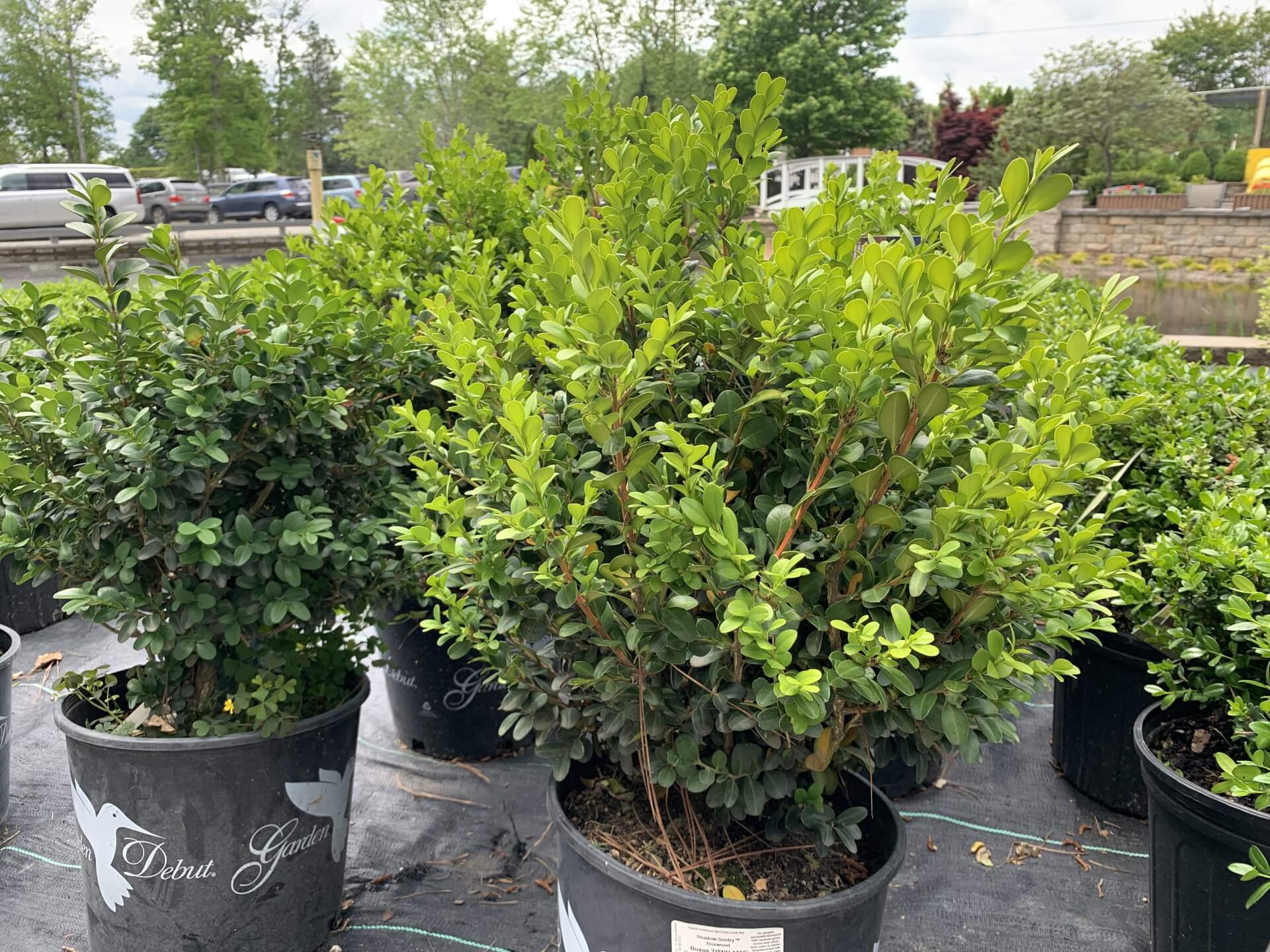 Evergreen pyramidal boxwood