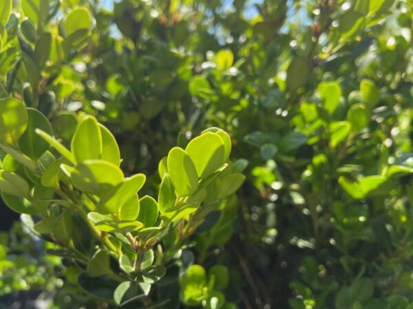 Dark green oval-shaped leaves