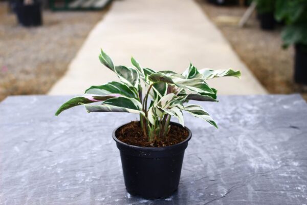 Deeply variegated leaves