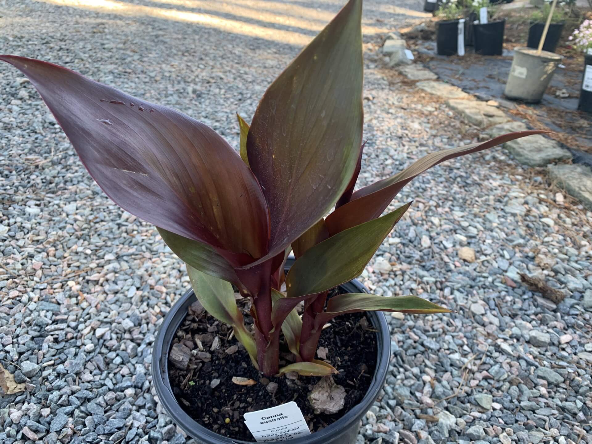 Canna Lily Australia 1g Cross Creek Nursery Landscaping