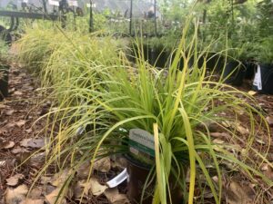Carex Evercolor Everillo 1G