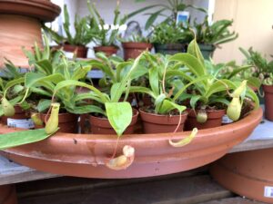 Carnivorous Assorted 2"