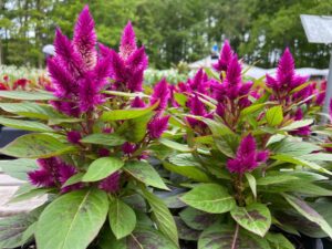 Celosia 6"