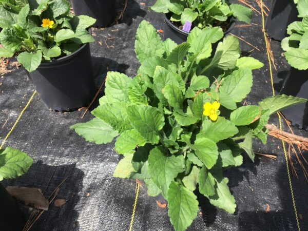 Golden yellow flowers