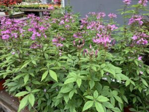 Cleome 6"