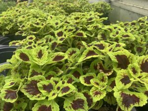 Coleus 4"