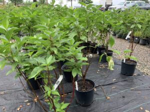 Cornus Sericea Baileyi 3G