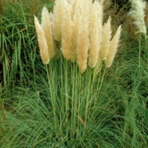 White pampas grass.