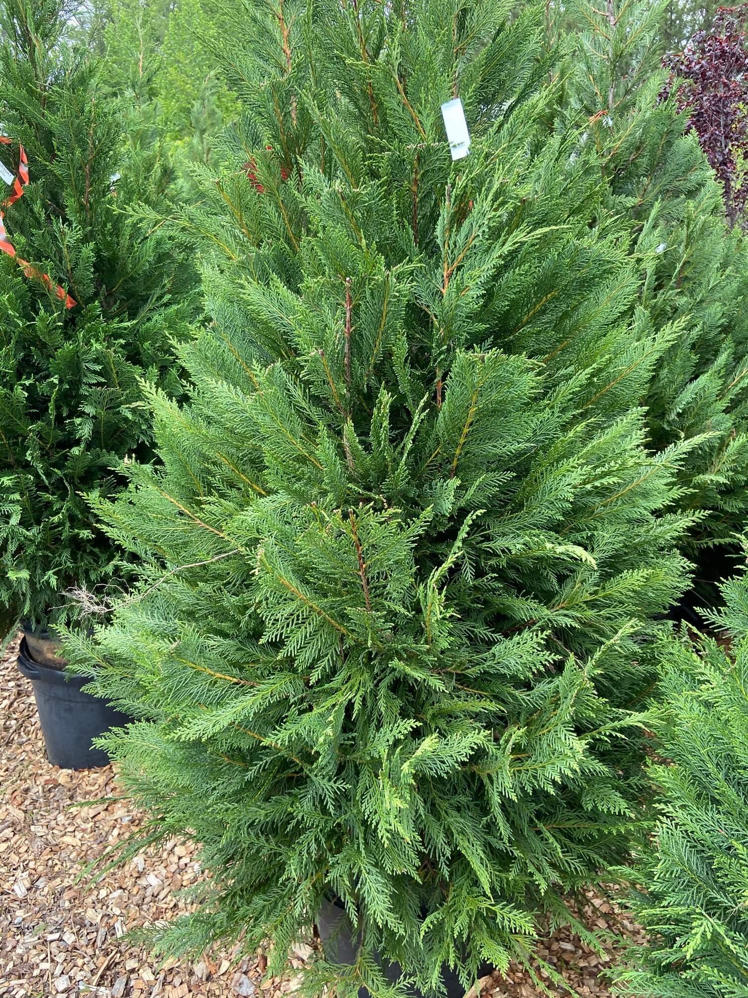 Fast growing evergreen.
