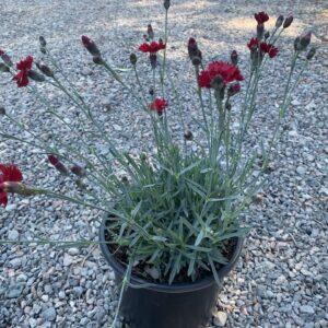 Mounding blue foliage, bright red flowers