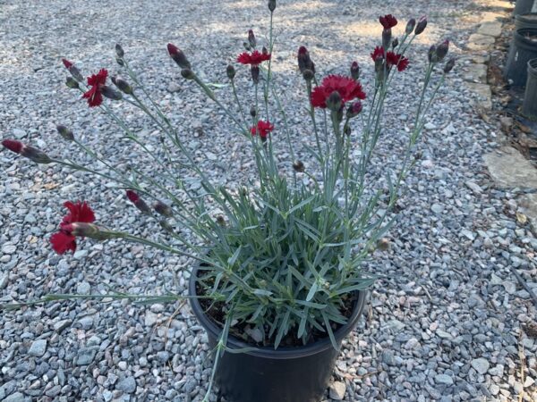 Mounding blue foliage, bright red flowers