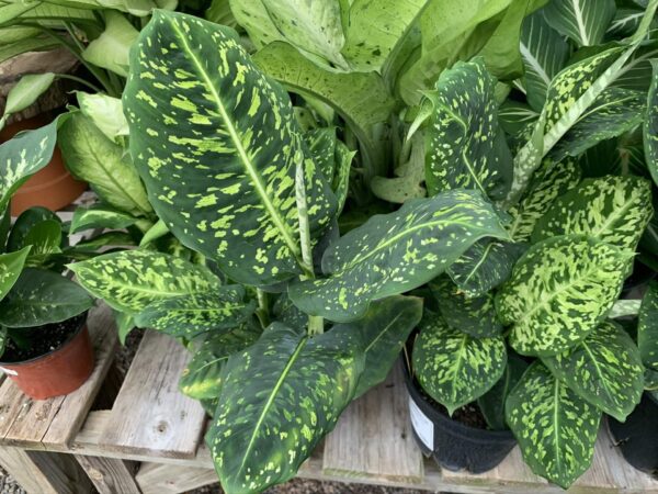 Bold dappled foliage