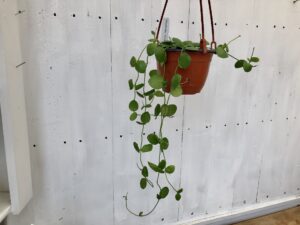 Dischidia 5" Basket