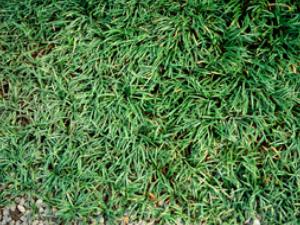 dwarf grass