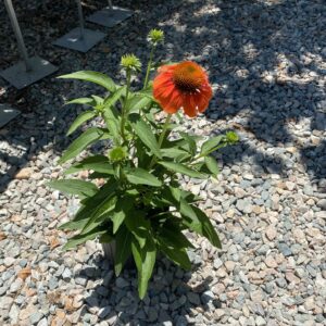 Coneflower perennial