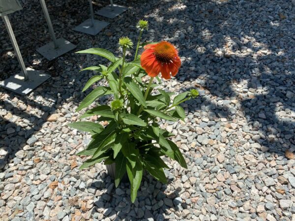 Coneflower perennial