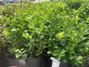Euonymus Manhattan 3G