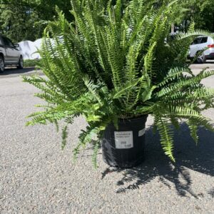 Deep green fronds