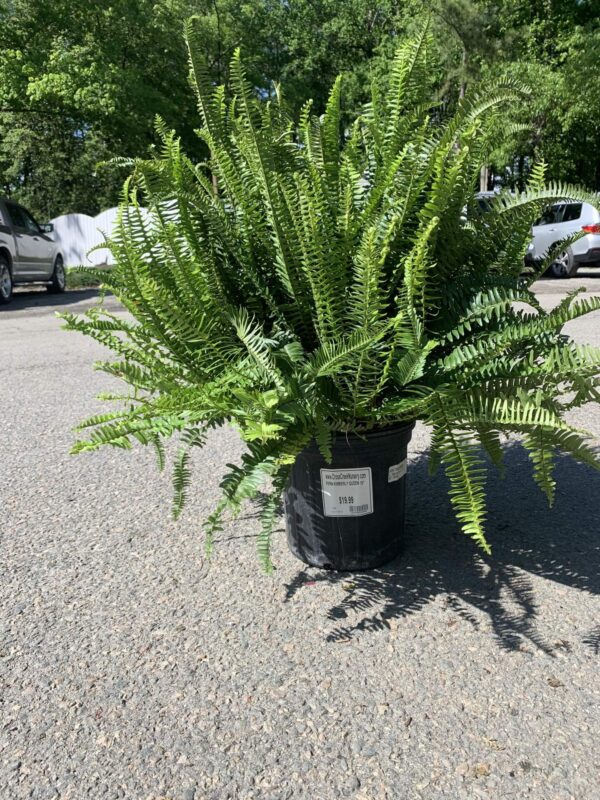 Deep green fronds