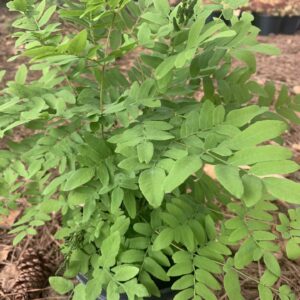 Green fronds, golden clusters of seed cases