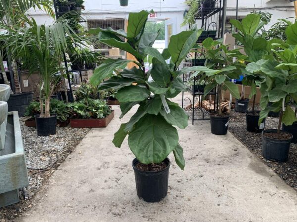 Ficus Lyrata Std 10"