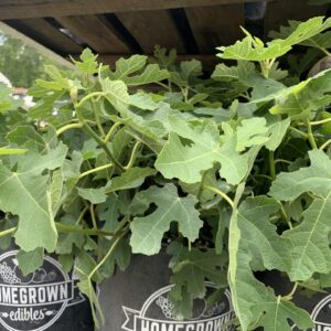 Fig Celeste 3G