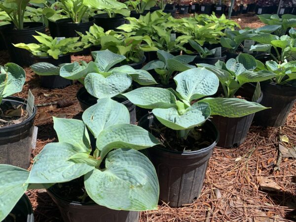 Big Daddy Hosta