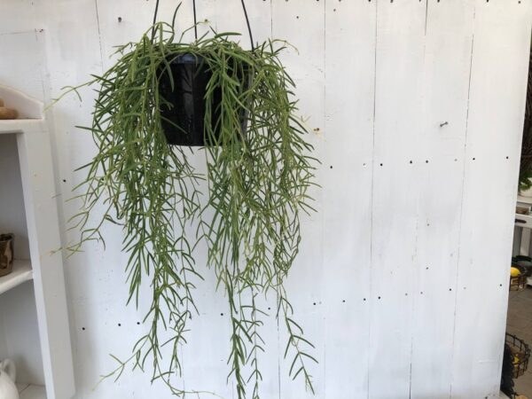 Hoya Linearis 8" Basket