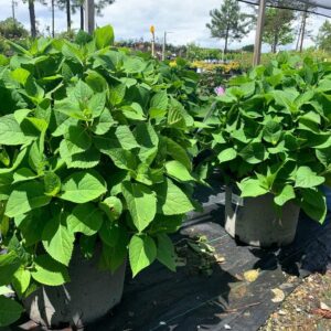 Hydrangea Endless Summer 7G