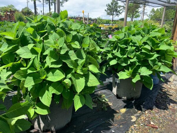 Hydrangea Endless Summer 7G