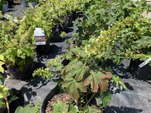 Hydrangea Ruby Slippers 3G