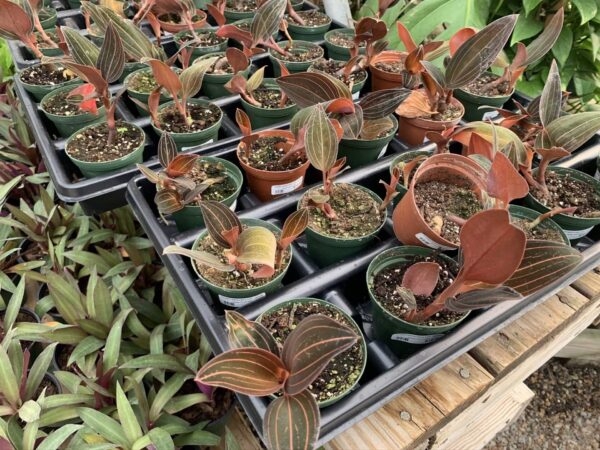 Velvet leaves with pink veins