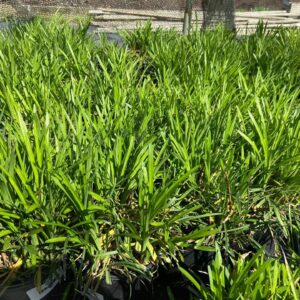 Narrow, dark green leaves