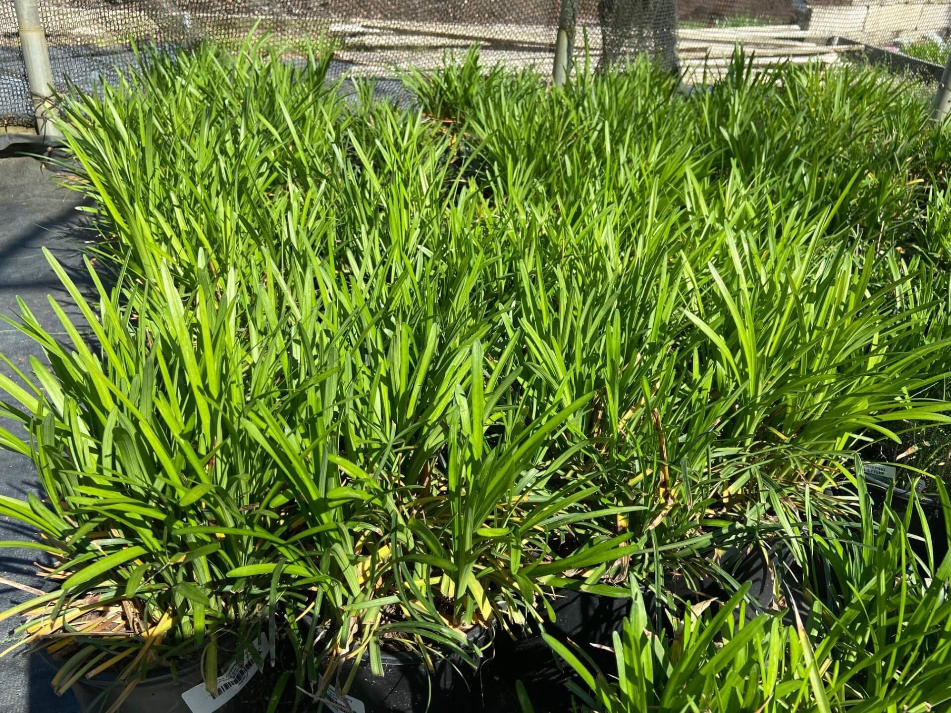 Narrow, dark green leaves