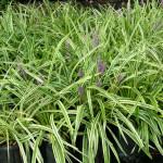 Liriope Variegated 1G