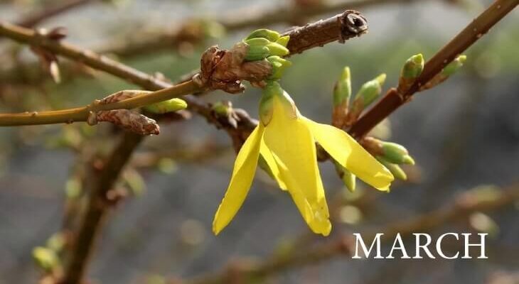 spring