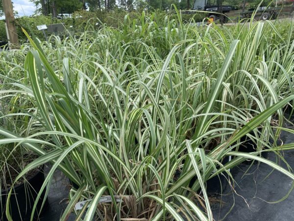 Miscanthus Cabaret 3G