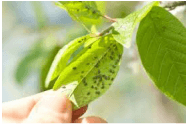 Plant Pests