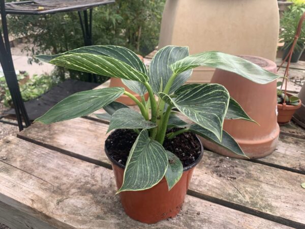 White pinstripes heart shaped leaves