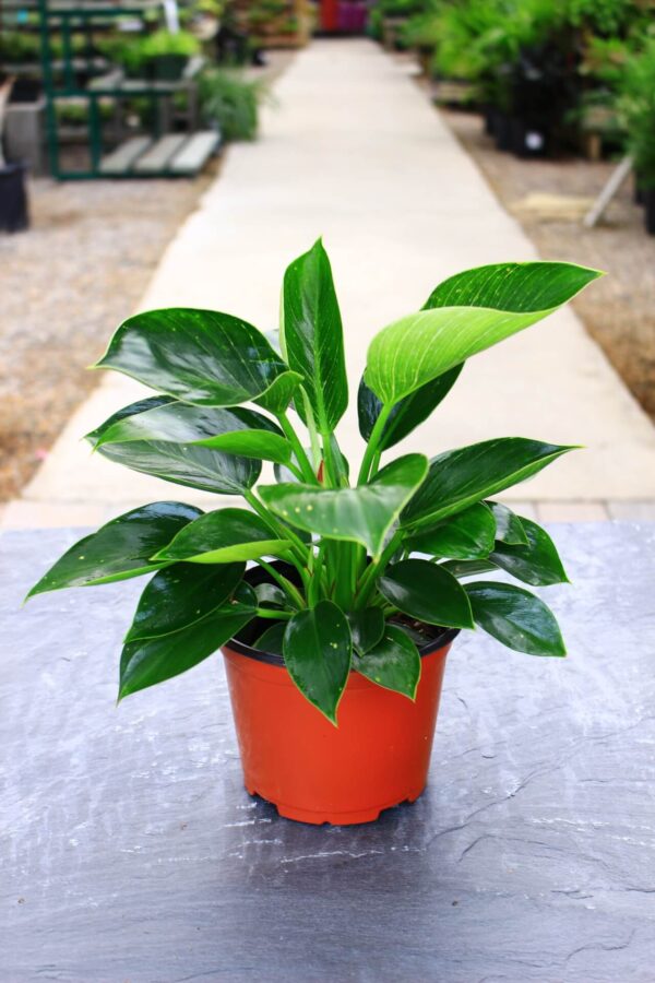 White pinstripes on green leaves