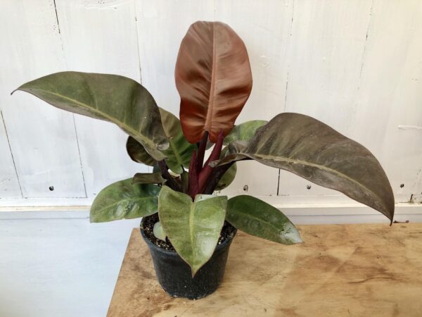 Philodendron Black Cardinal 6"