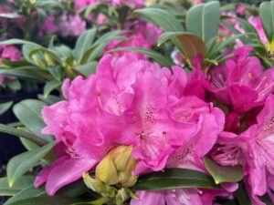 Rhododendron Holden 3G